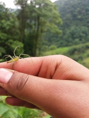 Peucetia rubrolineata
