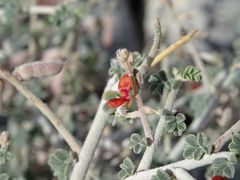 Indigofera intricata