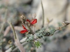Indigofera intricata