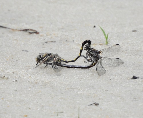 Belle's Sanddragon photo 5