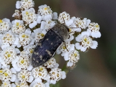 Acmaeoderella flavofasciata flavofasciata