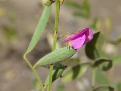 Tephrosia apollinea