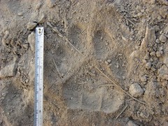 Panthera pardus tulliana