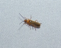 Rhagonycha triangulifera