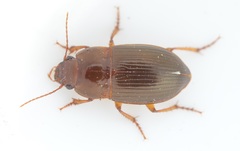 Amara consularis