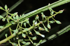 Araeococcus flagellifolius