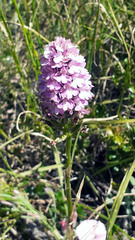 Anacamptis pyramidalis pyramidalis