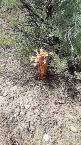 Clustered Broomrape