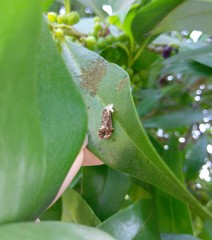 Acrolophus