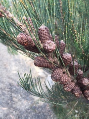 Allocasuarina monilifera