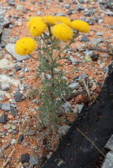 Oncosiphon grandiflorus