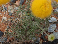 Oncosiphon grandiflorus