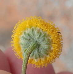 Oncosiphon grandiflorus