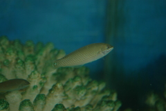 Stethojulis strigiventer