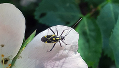 Grypocoris syriacus