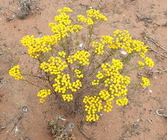 Oncosiphon suffruticosus