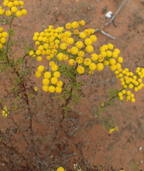 Oncosiphon suffruticosus