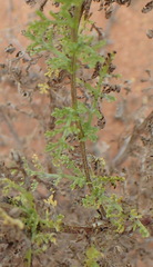 Oncosiphon suffruticosus