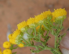 Oncosiphon suffruticosus