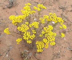 Oncosiphon suffruticosus