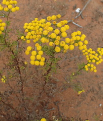 Oncosiphon suffruticosus