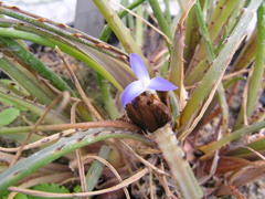 Acanthostachys pitcairnioides