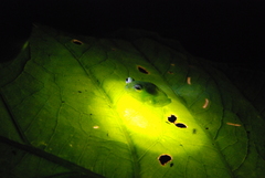 Espadarana prosoblepon