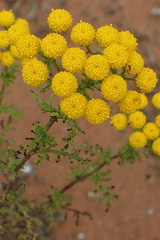 Oncosiphon suffruticosus