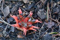 Aseroe rubra