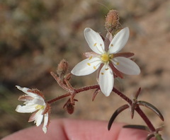 Spergularia bocconei