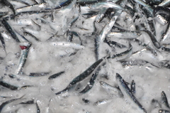Stolephorus indicus