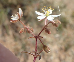 Spergularia bocconei