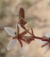 Spergularia bocconei
