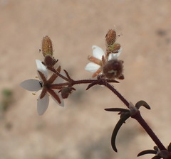Spergularia bocconei