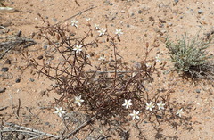 Spergularia bocconei