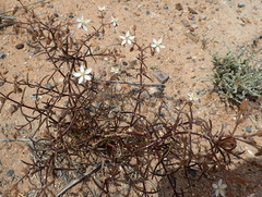 Spergularia bocconei