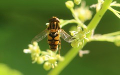 Parhelophilus integer