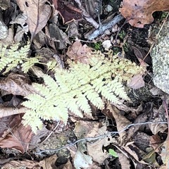 Dennstaedtia punctilobula