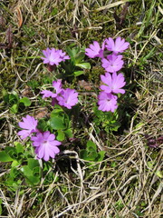 Primula integrifolia