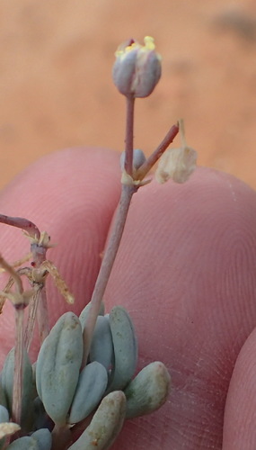 Greenband Saltsorrel (Kewa angrae)