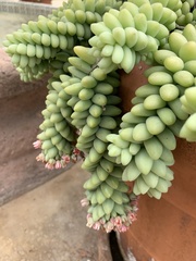 Sedum burrito