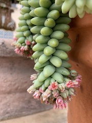 Sedum burrito