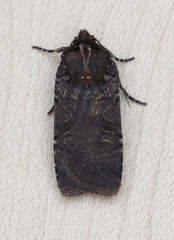 Parabagrotis insularis