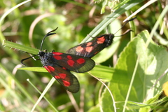 Zygaena lonicerae