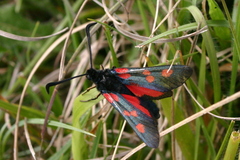 Zygaena lonicerae
