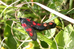 Zygaena lonicerae