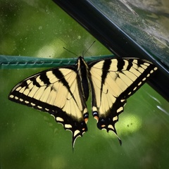 Papilio canadensis