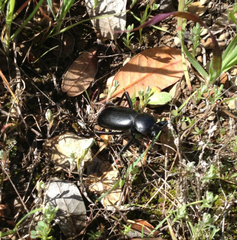 Eleodes grandicollis