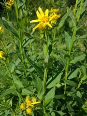 Verbesina helianthoides