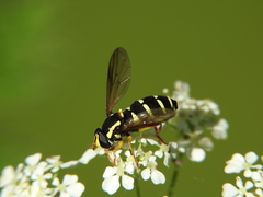 Xanthogramma citrofasciatum